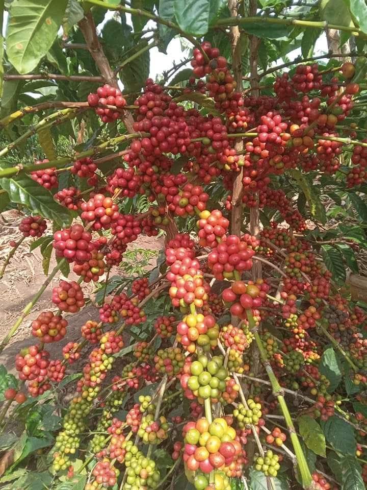 Coffee cherries in various stages of ripening