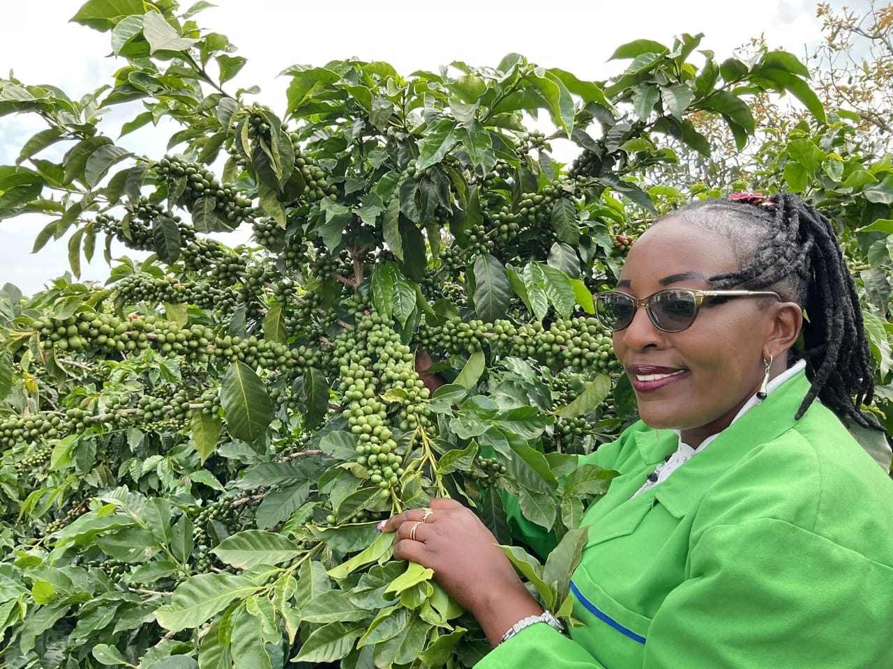 Coffee expert examining plants in plantation