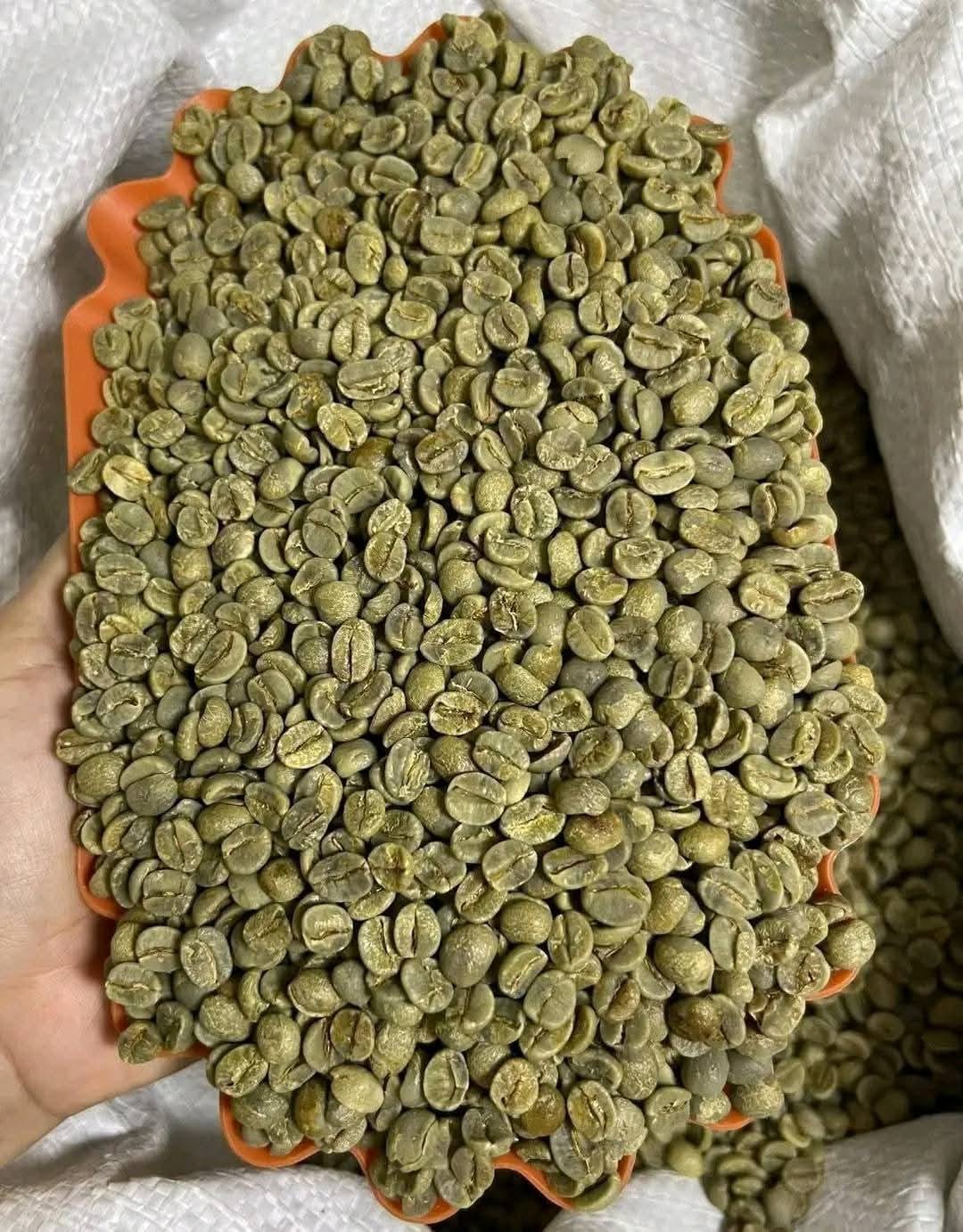 Premium green coffee beans in hands