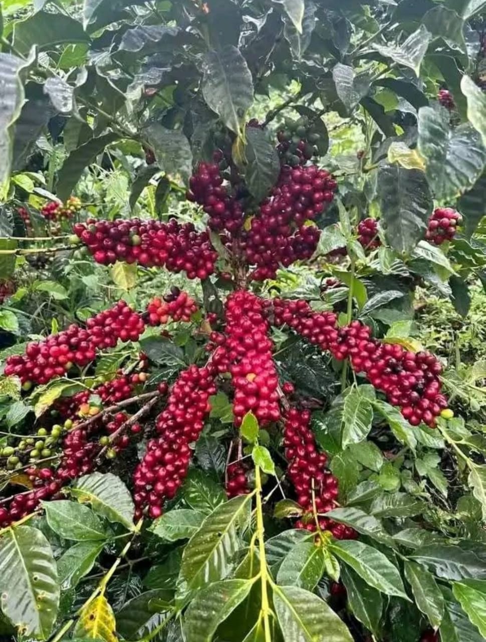 Ripe red coffee cherries ready for harvest