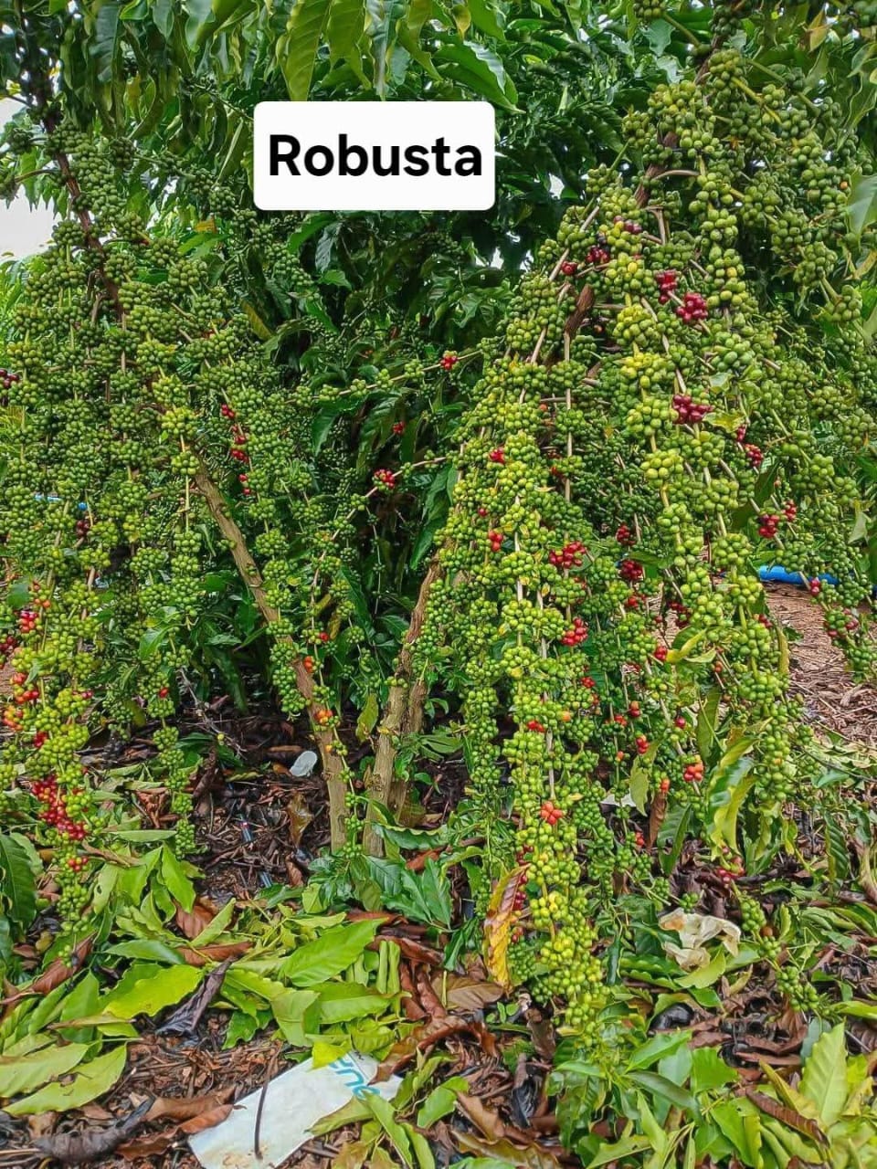Robusta coffee plantation with dense cherry clusters